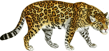 Jackson Mascot